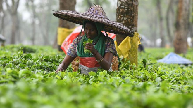 Рабочий с индийской чайной плантации собирает листья в Ассаме
