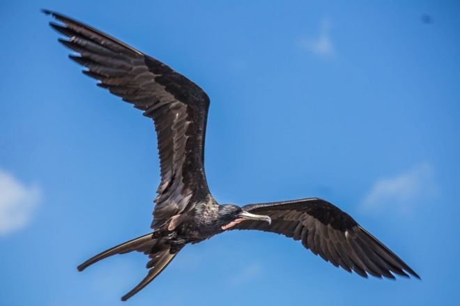 A frigatebird in flight