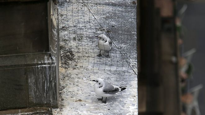 Kittiwake под сменной сеткой