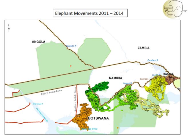 Движения слона 2011 -2014