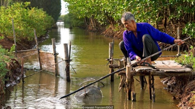 Rễ cây ngập mặn có chức năng lọc nước biển và giúp phát triển đa dạng sinh học các loài cá, thủy sản