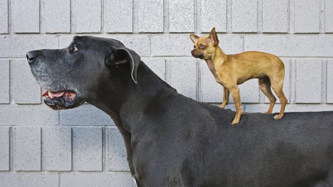 Chihuahua standing on a Great Dane