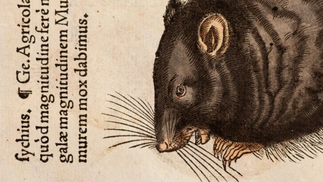 Иллюстрация 1551 года с изображением черной крысы, вырезанная из дерева Конрадом Геснером, натуралистом, умершим от чумы в 1565 году (SPL)