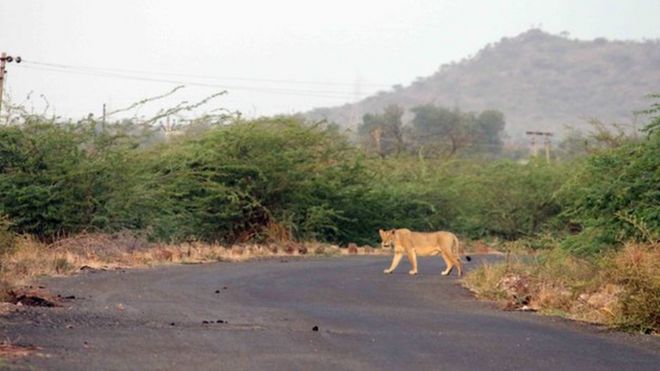 Лев сбивается в деревне Лилиадхар, в 125 км от Гирского леса