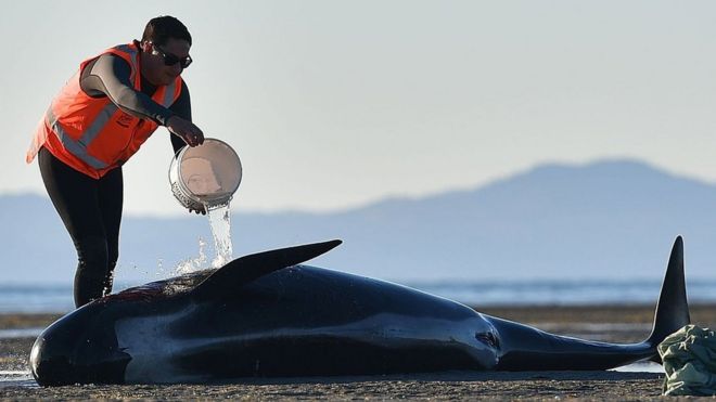 Снимок, сделанный 11 февраля 2017 года, показывает, как волонтер брызгает водой на пилотного кита на Прощальной косе, Новая Зеландия.