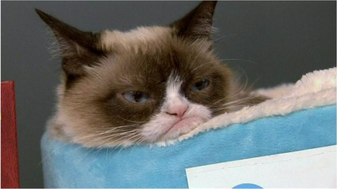 "Сердитая кошечка"