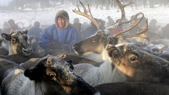 Pastor nómada con renos en Siberia
