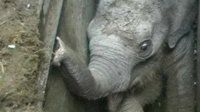 An elephant calf trapped in a drain in Sri Lanka
