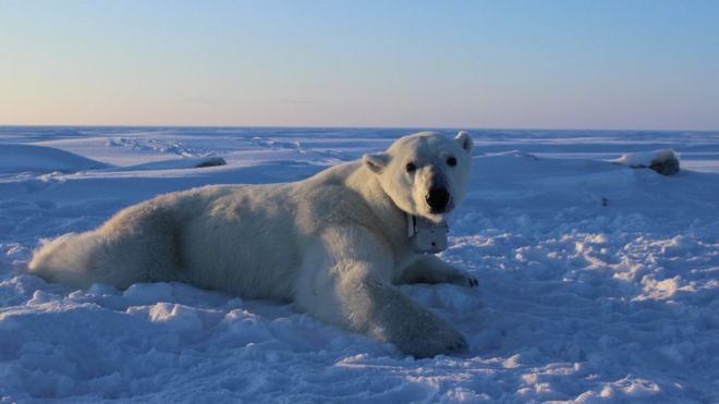Ошейники с видеокамерой GPS применялись к одиноким взрослым самкам белых медведей в течение 8–12 дней в апреле 2014–2016 годов. Эти ошейники позволили исследователям понять движения, поведение и успех нагула белых медведей на морском льду.