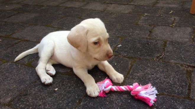 Sasha, a pale golden Labrador puppy, sits on the ground next to a bright pink chew toy