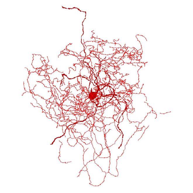 Imagem mostra como seria o 'neurônio rosehip', descoberta recente que tem fascinado cientistas