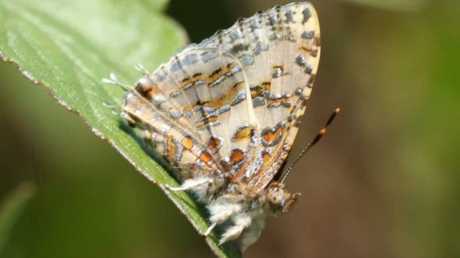 பட்டாம்பூச்சி