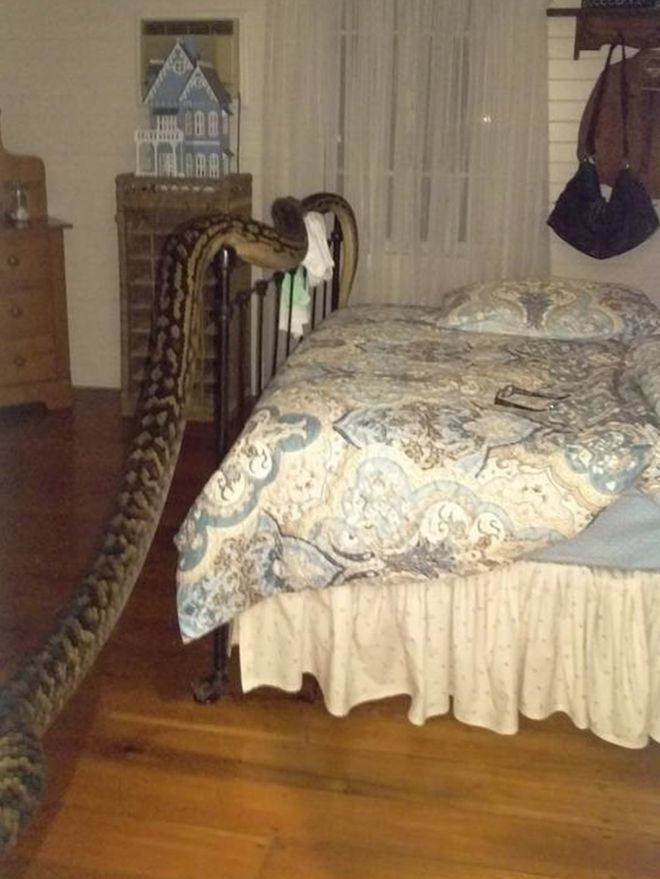 Змея найдена в доме в Квинсленде, Австралия