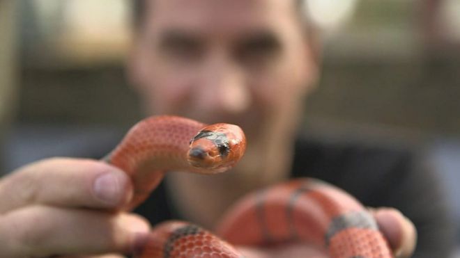 Steve Ludwin com uma cobra