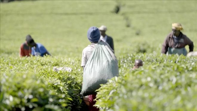 Plantación de té en Kenia