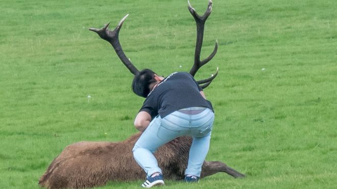 Man taking selfie with stag at Wollaton Park