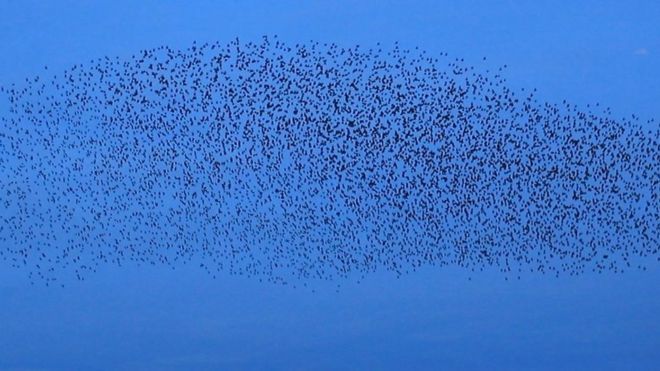 صور مدهشة لأسراب طيور الزرزور في السماء