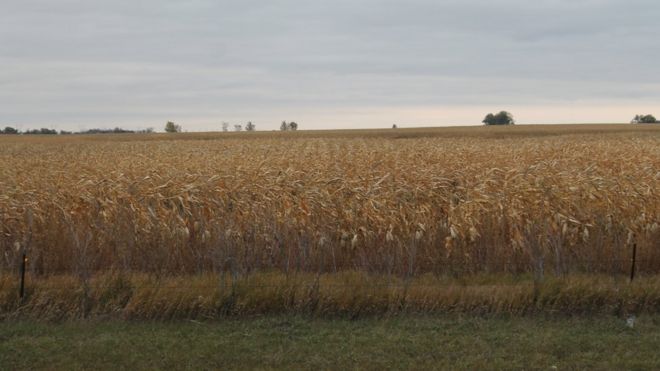 Северная Дакота кукурузное поле