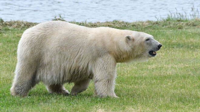 Introducing “Mama Bear,” my newest limited-edition print release / Even  after working as a wildlife biologist researching polar bears and…