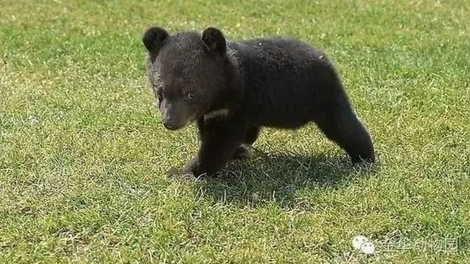 Медвежонок с сайта зоопарка Цзиньхуа