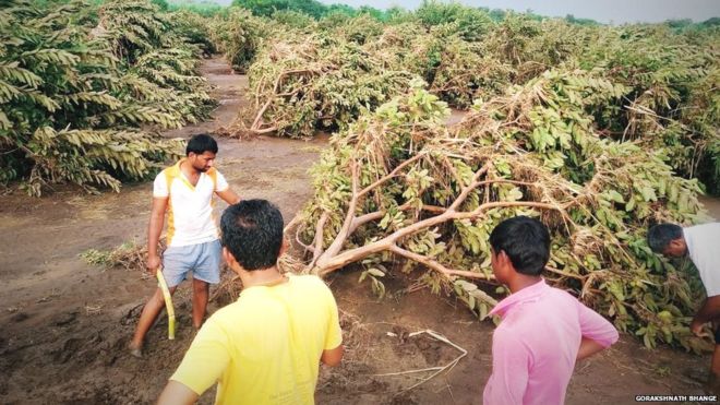 सोलापूर जिल्ह्यातल्या वाकाव गावातल्या सुभद्रा सदाशिव कोकाटे यांची 5 एकर पेरुची बाग पावसामुळे आडवी झाली आहे.