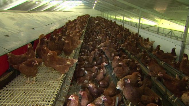 Bird Flu: Somerset birds of prey centre stuck in 'lockdown' - BBC News