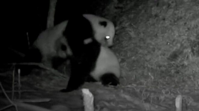 Some rare footage of two wild pandas having a fierce fight has been captured by researchers in China.