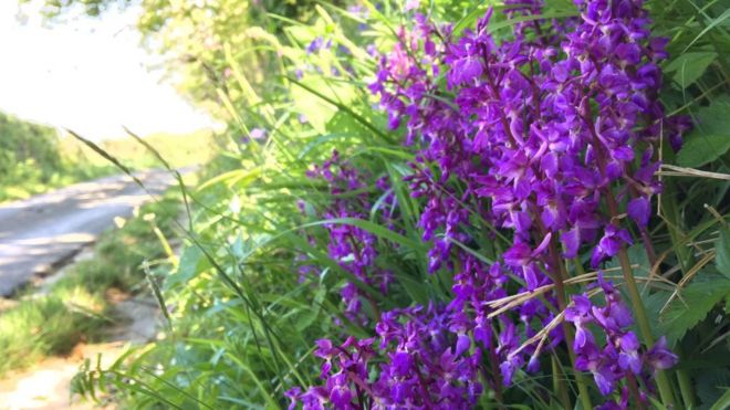 Ранние фиолетовые орхидеи