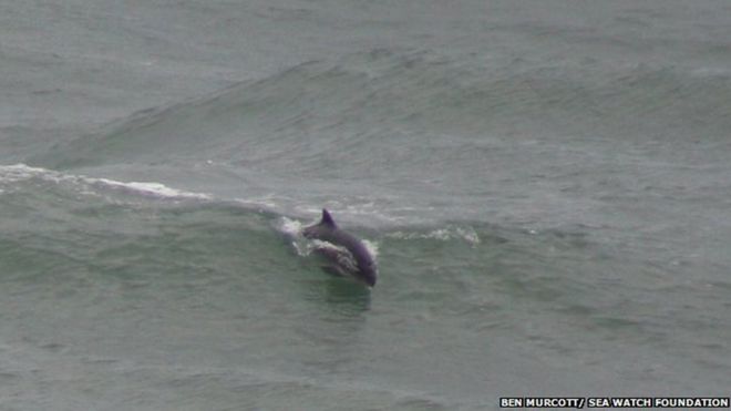 Морская свинья прорывается сквозь волны в Пойнт Линас, Англси