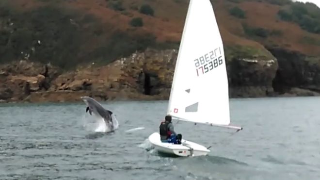 Дельфины возле лодок парусного клуба Tenby