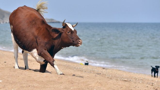 A cow on a beach in Crimea