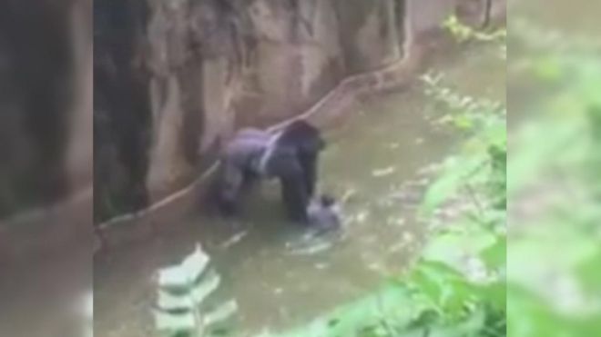 Gorila em zoo de Cincinatti
