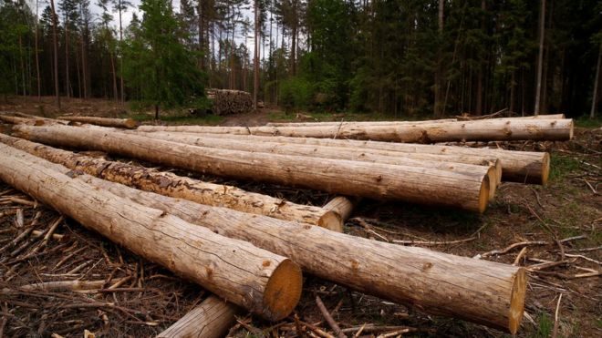Logs in Bialowieza Forest - file pic