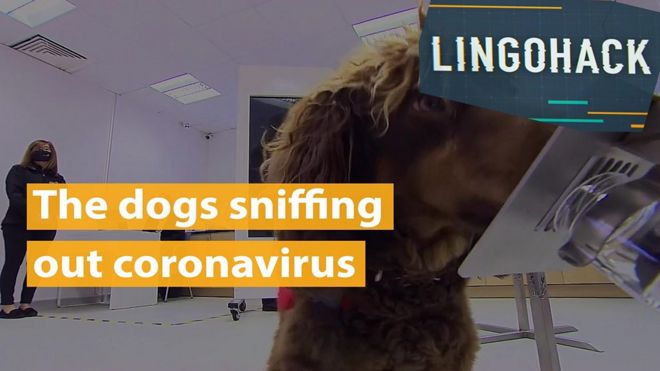 Aprenda inglês com reportagem sobre projeto de hospital e universidade que aposta em avançado senso de olfato dos caninos para ajudar a identificar pessoas infectadas.