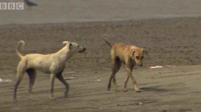کراچی کے قریب ایک ایس جزیرہ جہاں صرف کتے رہتے ہیں۔ ان کتوں کی دیکھ بھال مقامی مچھیرے کرتے ہیں۔