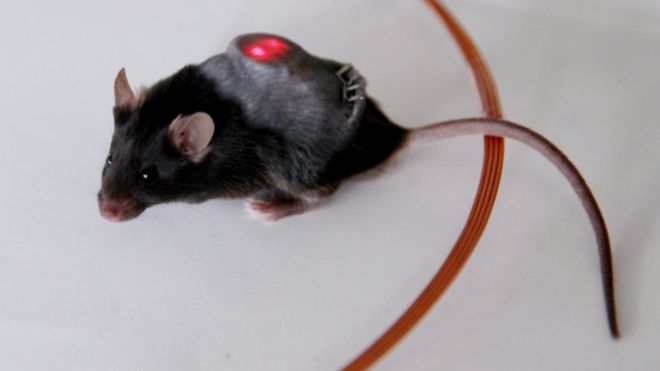 Мышь с имплантатом