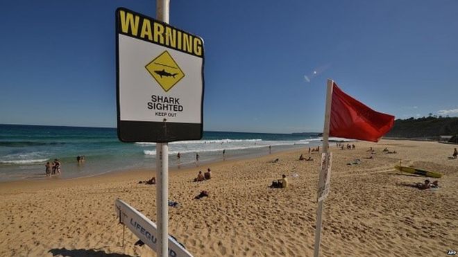 Предупреждающие знаки об акулах размещены на пляже в северном Новом Южном Уэльсе, городе Ньюкасл, 17 января 2015 года.