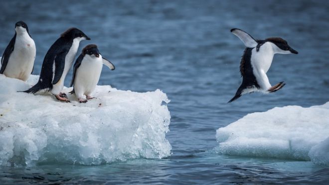 Пингвин Адели прыгает между двумя льдинами