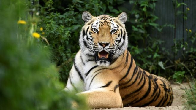 Сибирский тигр на фонде в Нидерландах, который спасает цирковых животных на пенсии