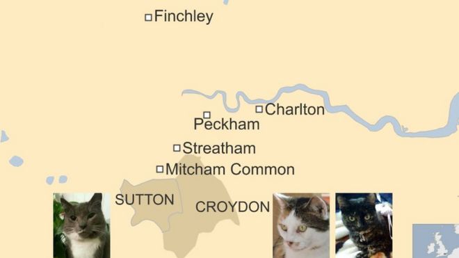 Карта того места, где были убиты кошки, верна 18 февраля 2016 года
