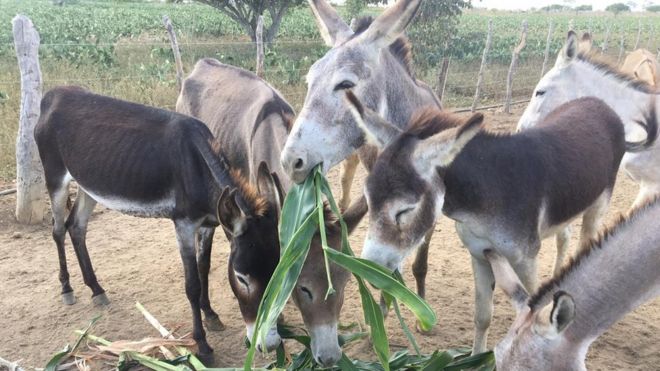 Jumentos comendo na fazenda em Canudos