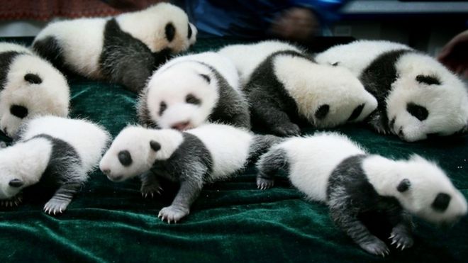 Девять панд, рожденные в племенном отделении Чэнду