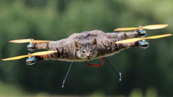 Oville, o gato voador