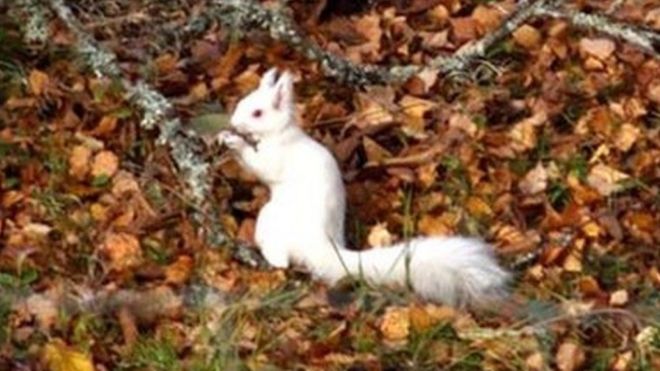 White red squirrel