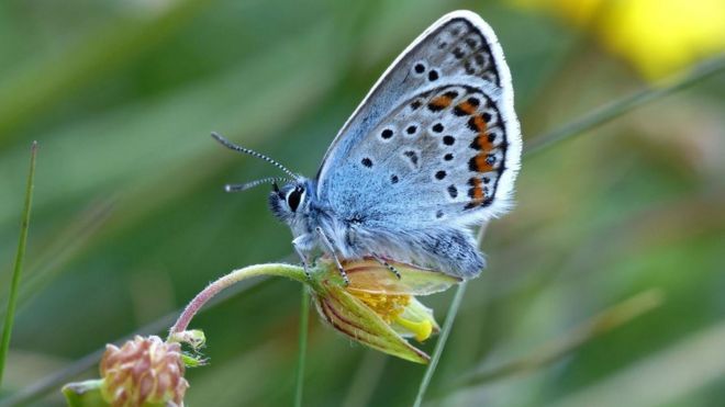 Серебряная шипованная голубая бабочка