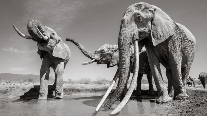 Три слона у водопоя