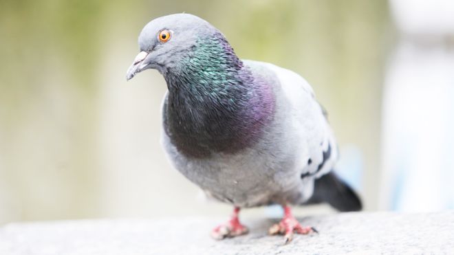 Pombo com dedo mutilado