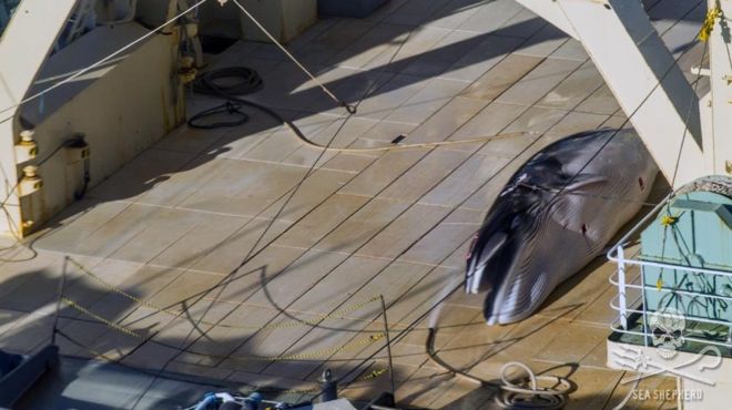 アイスランドの捕鯨に非難 絶滅危惧種のクジラを殺傷か - BBCニュース