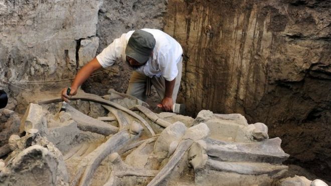 Окаменелые кости мамонта на месте раскопок в Тултепеке, Мексика, 17 мая 2016 года