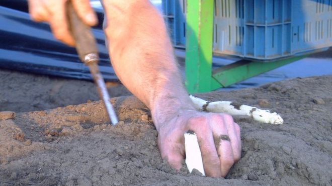 Человек выкапывает белую спаржу в песчаной почве